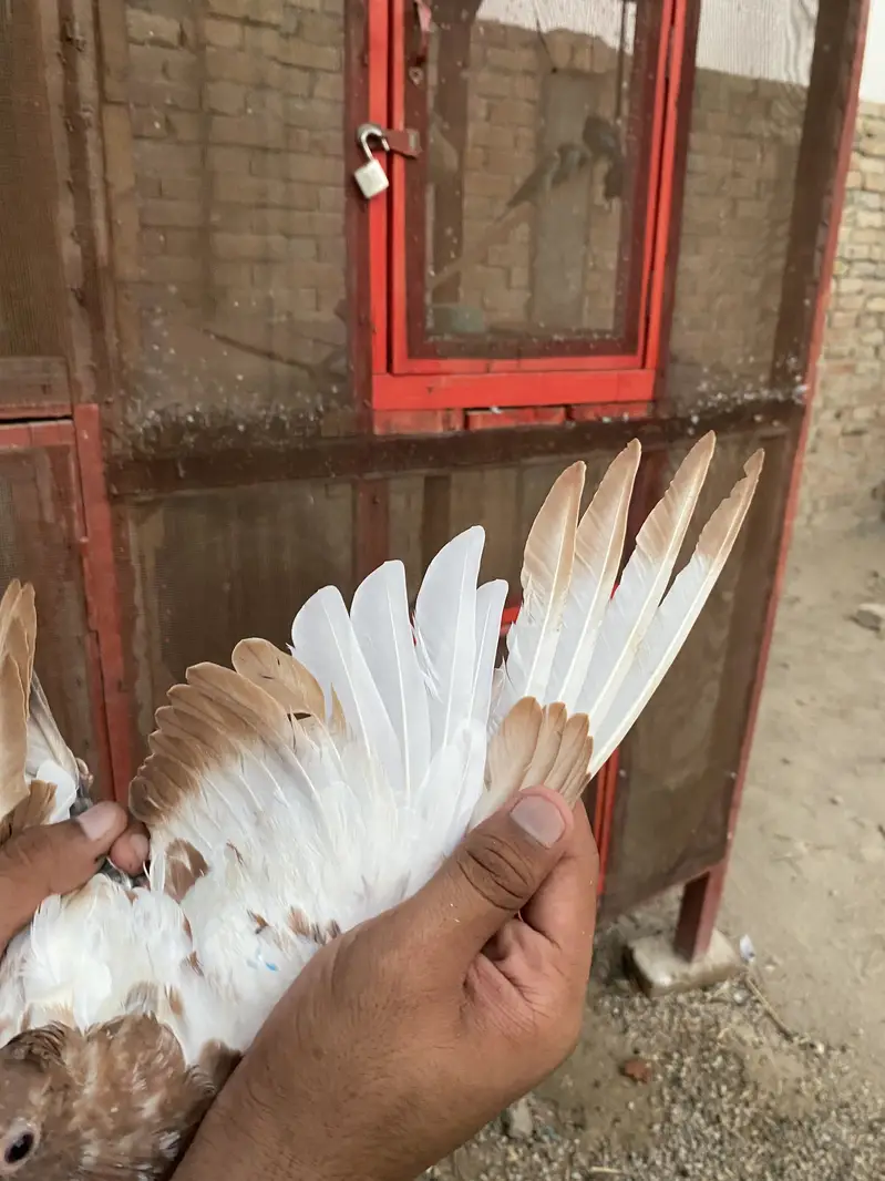 Karblai son chirra khaal for sale — photo 6