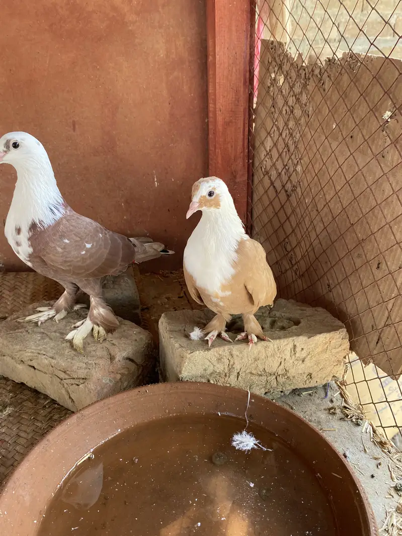 Karblai son chirra khaal for sale — photo 7