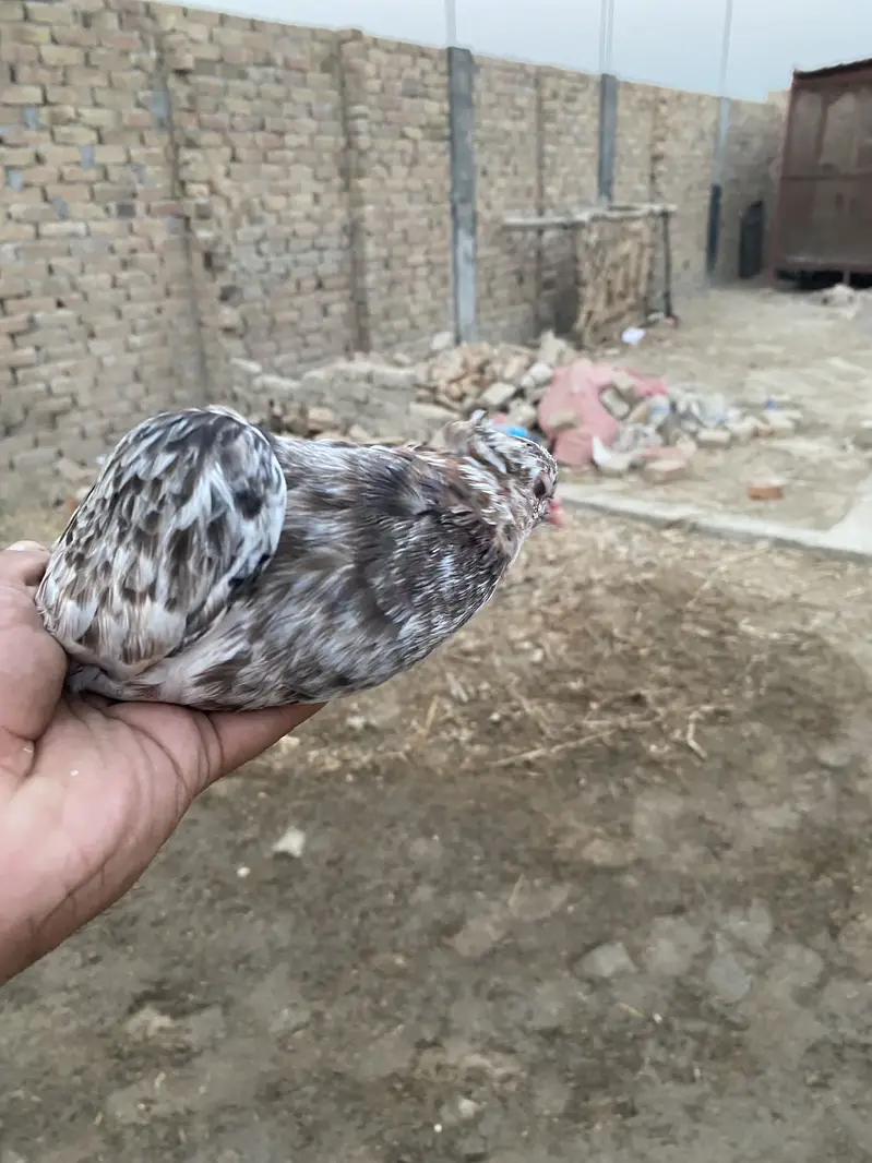 Karblai son chirra khaal for sale — photo 9
