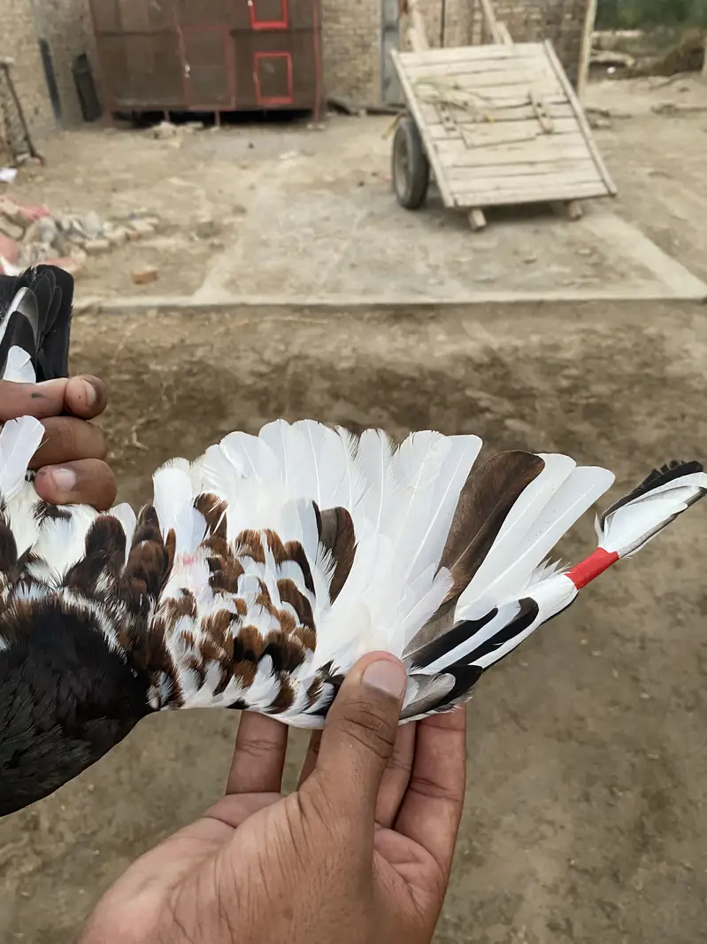 Karblai son chirra khaal for sale — photo 10