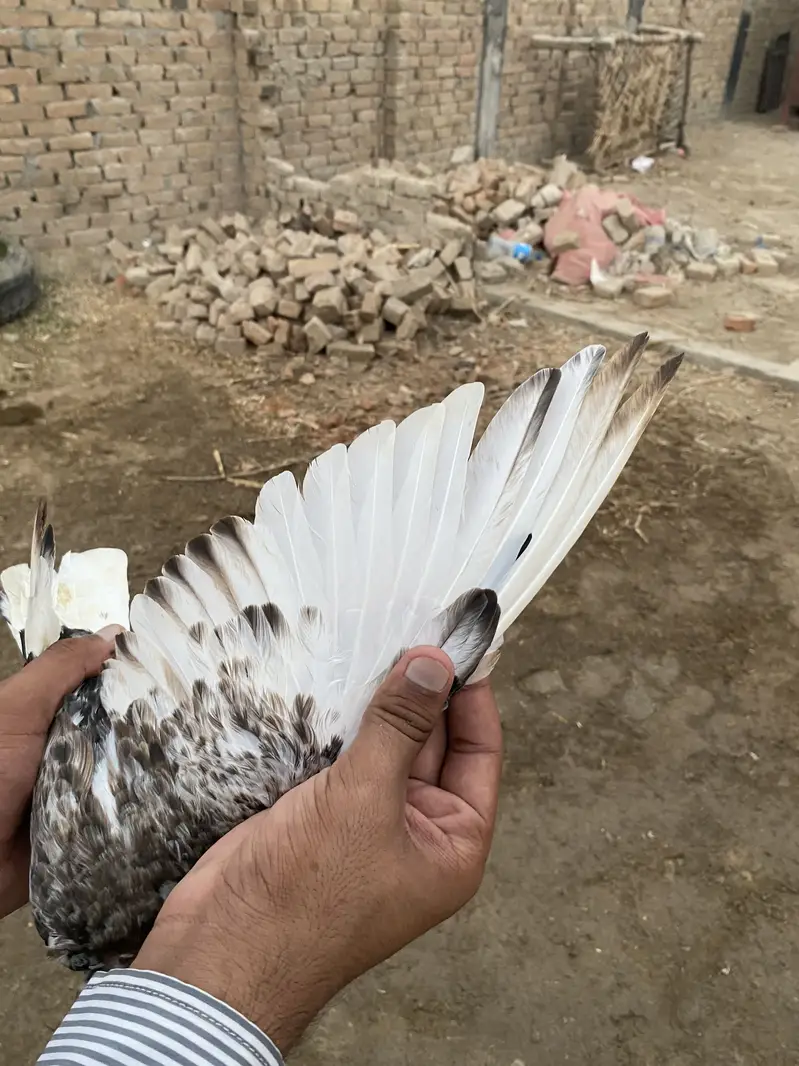 Karblai son chirra khaal for sale — photo 11