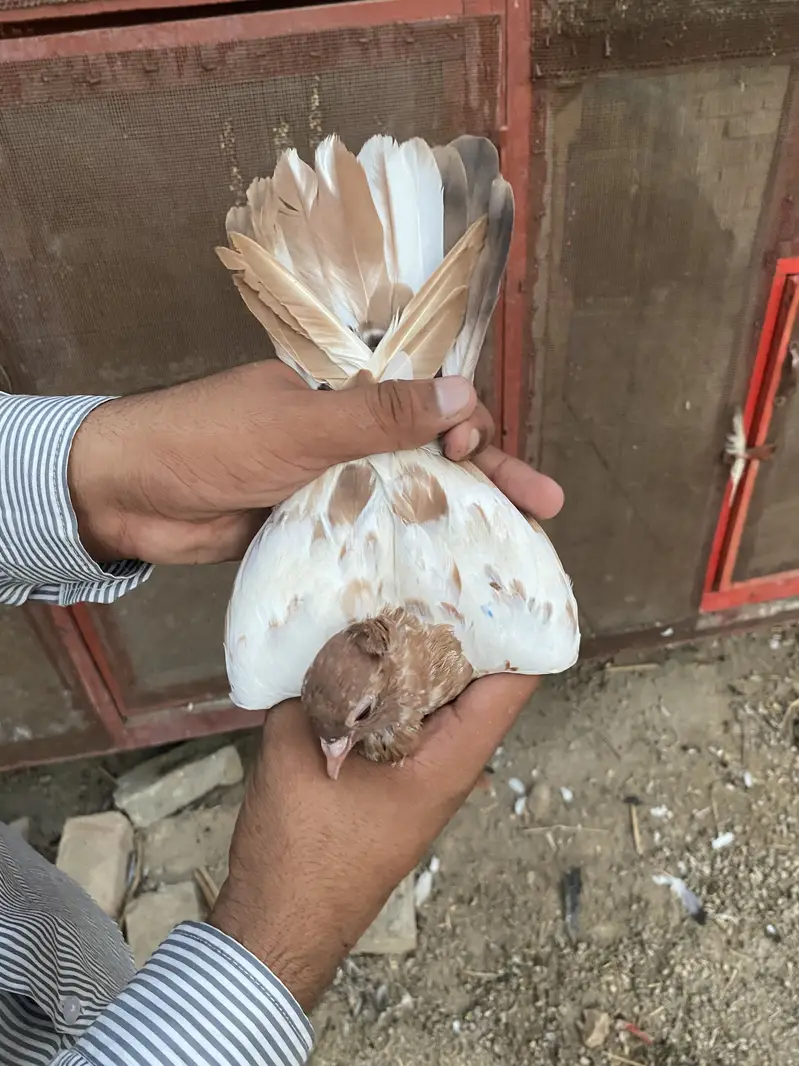 Karblai son chirra khaal for sale — photo 12