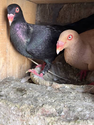 Danish barredar pair ha