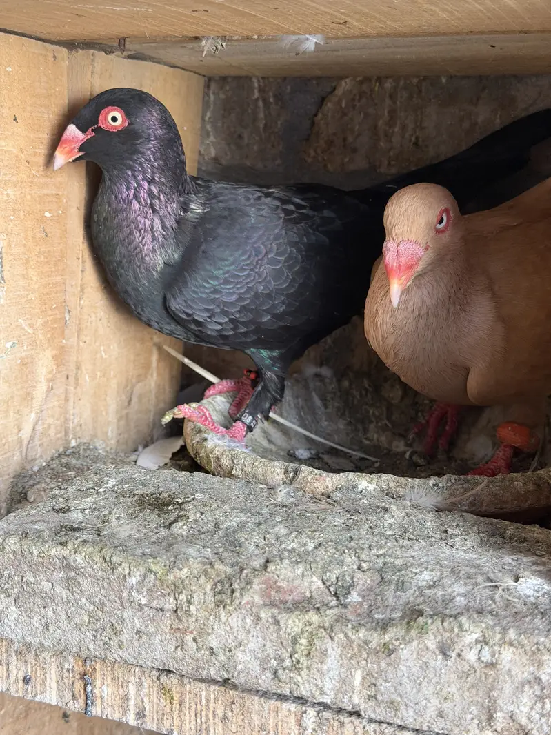Danish barredar pair ha — photo 2