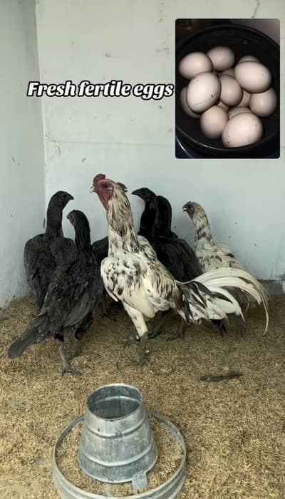 Dragon fertile eggs 0333/42/33111
