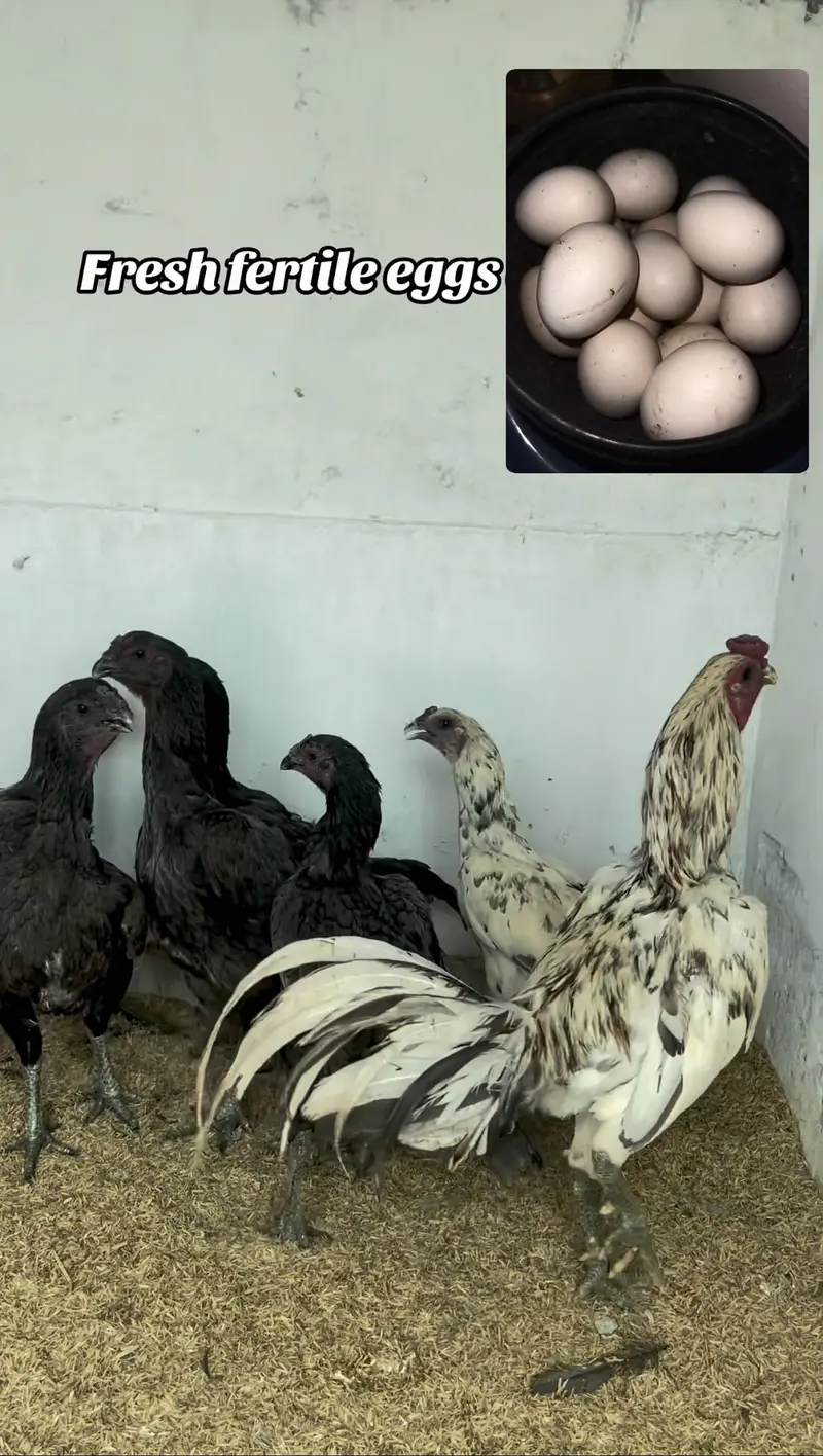 Dragon fertile eggs 0333/42/33111 — photo 2