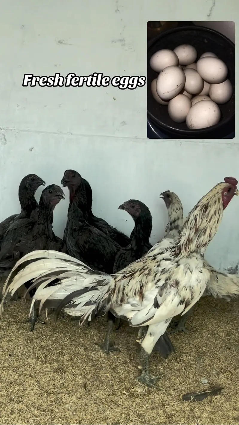 Dragon fertile eggs 0333/42/33111 — photo 3