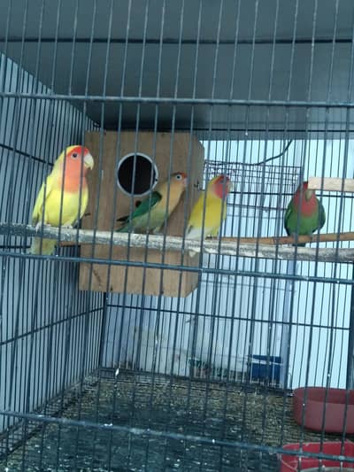 Healthy Love Birds
