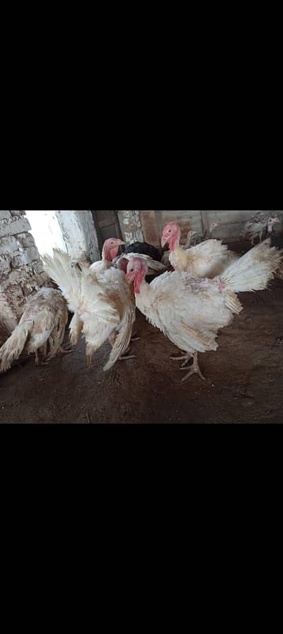 Turkey3.3. 6.8. 7. o. 7.2. 8.6