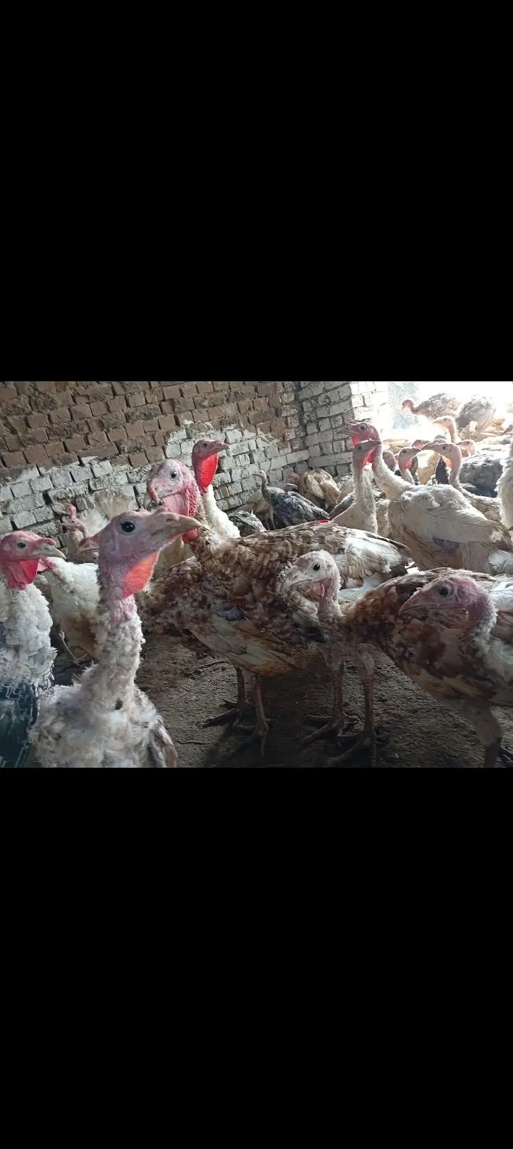 Turkey3.3. 6.8. 7. o. 7.2. 8.6 — photo 2