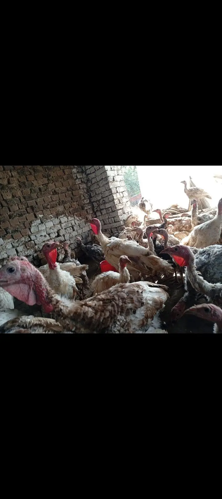 Turkey3.3. 6.8. 7. o. 7.2. 8.6 — photo 3
