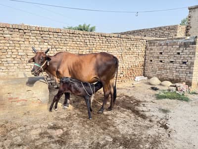 Cow and Bachra for sale