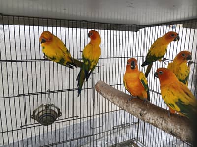 Sun Conures Red Factor Ready to Breed 28 Months Plus Age