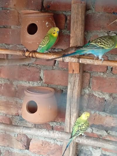 Australian parrot