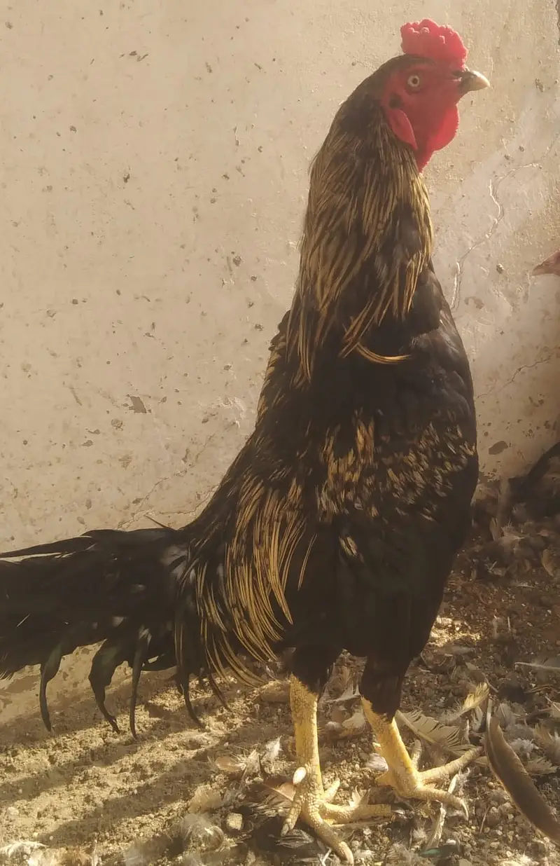 lasni asil or rati asil madi — photo 2