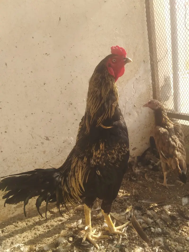 lasni asil or rati asil madi — photo 5