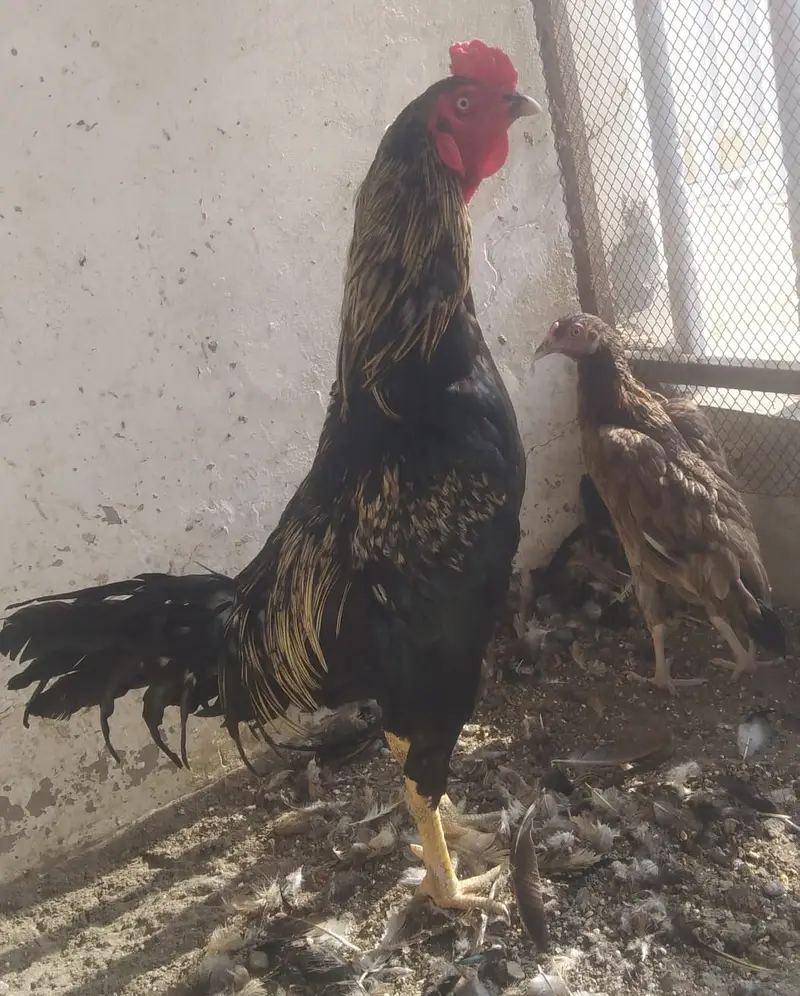 lasni asil or rati asil madi — photo 6