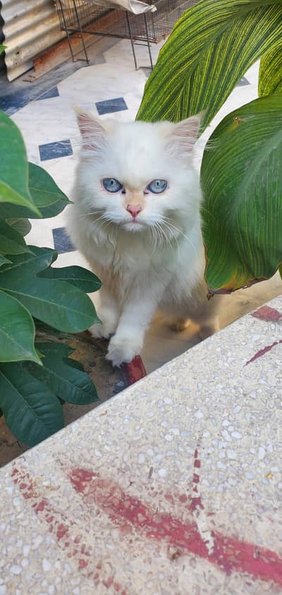 triple coat Persian kitten with blue eyes