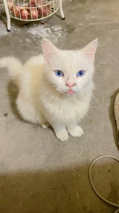 Persian cat femail full active and healthy blue eyes