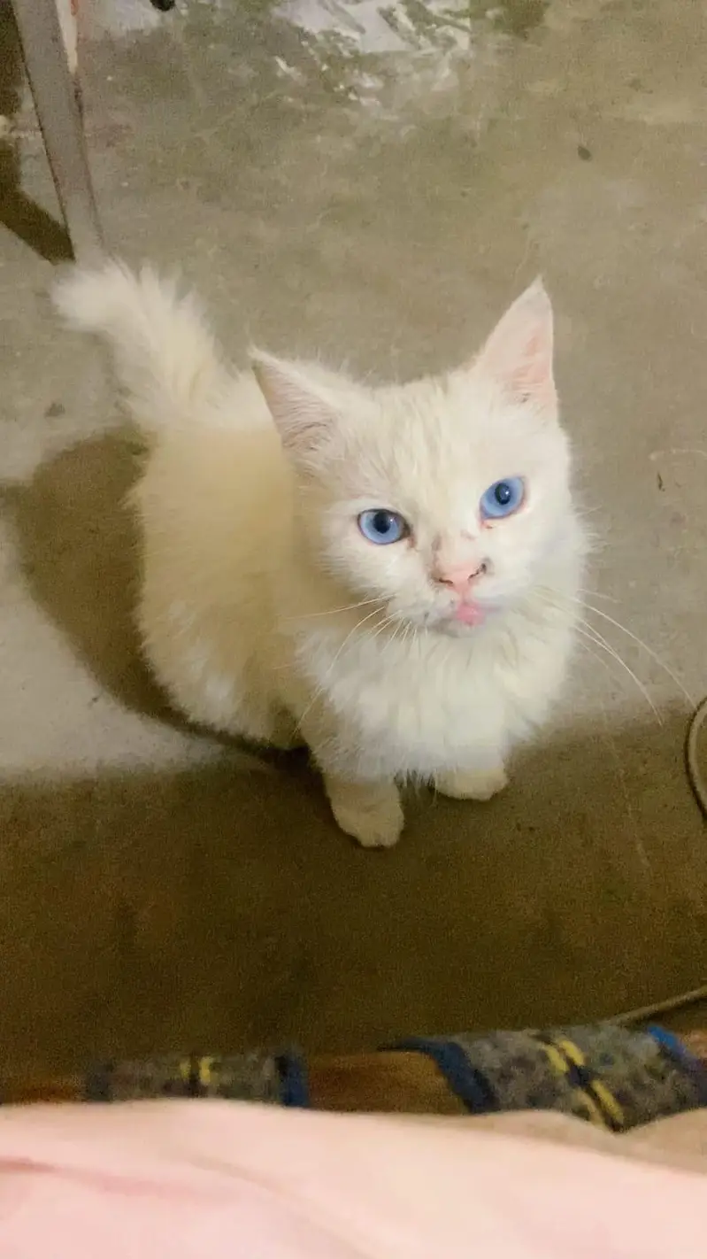 Persian cat femail full active and healthy blue eyes — photo 2