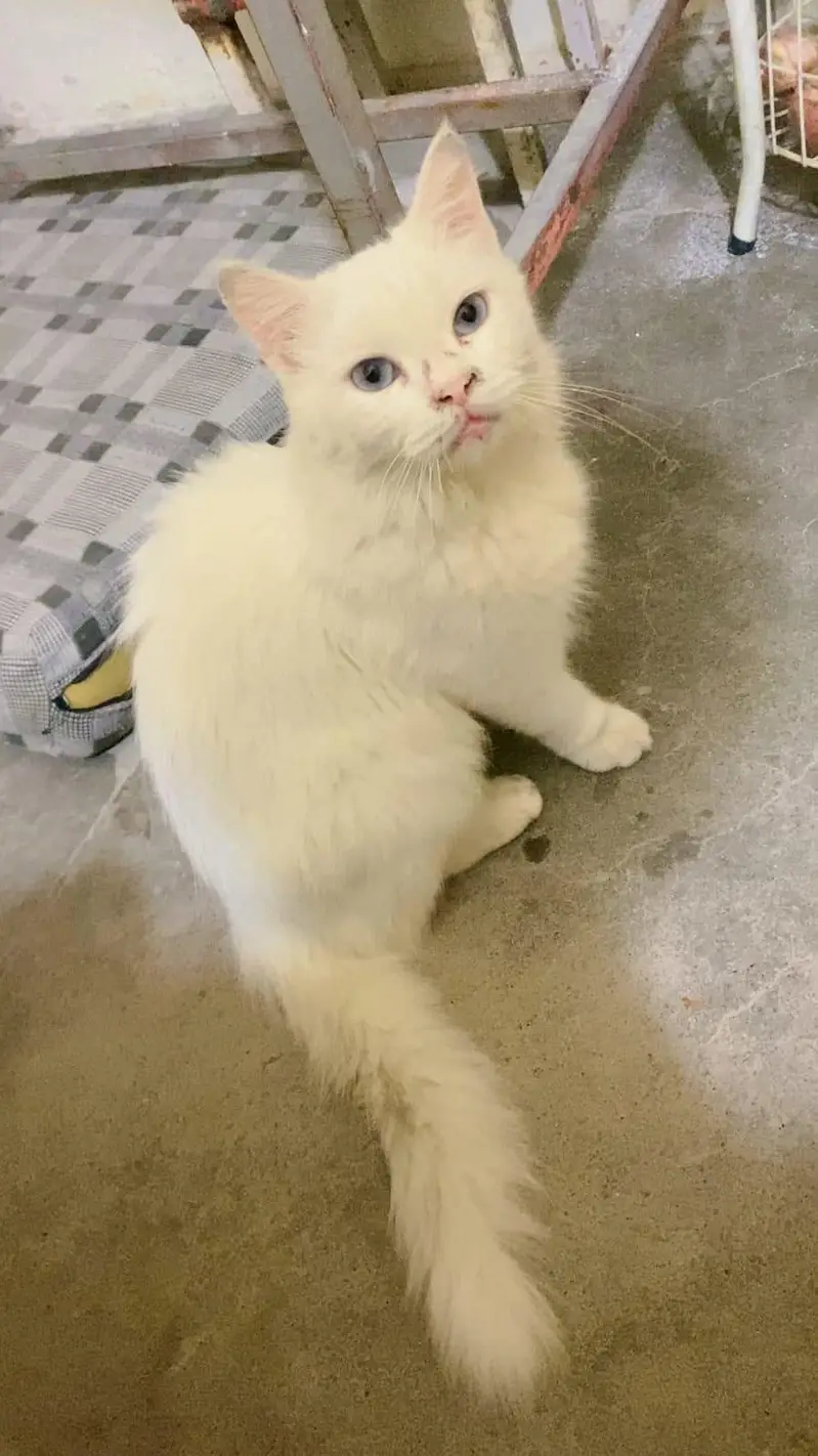 Persian cat femail full active and healthy blue eyes — photo 3