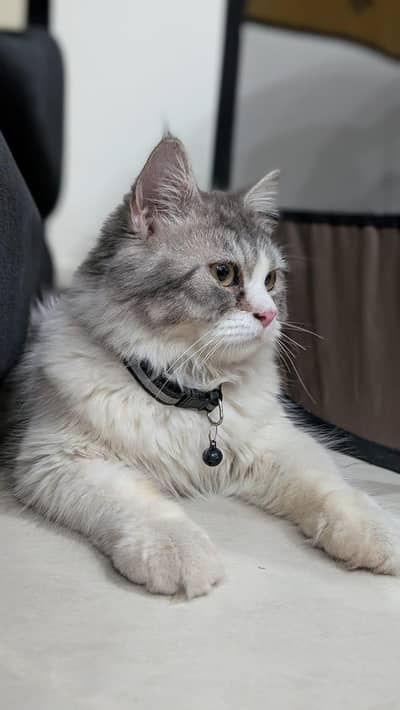 Cat Persian