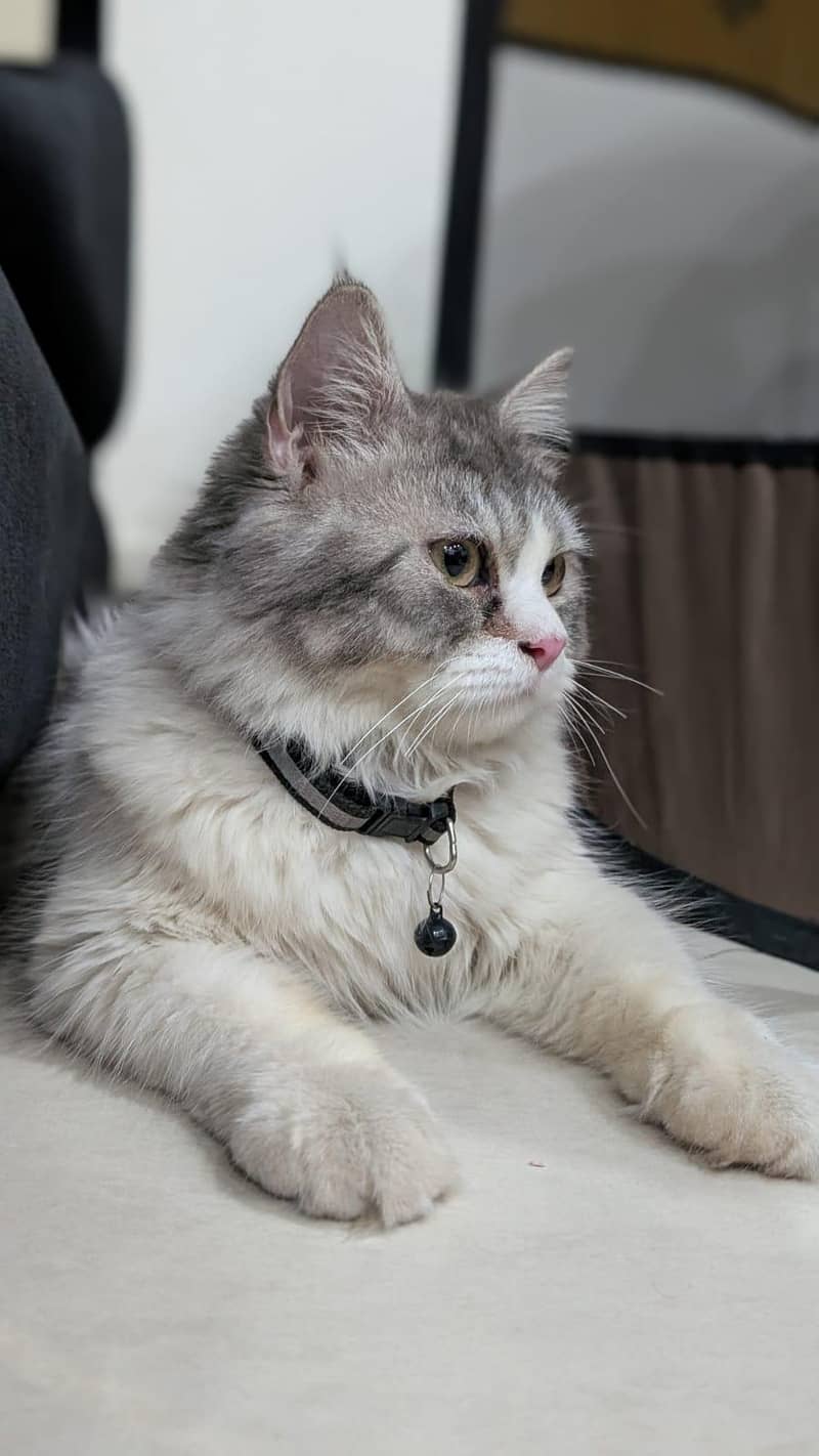 Cat Persian 0