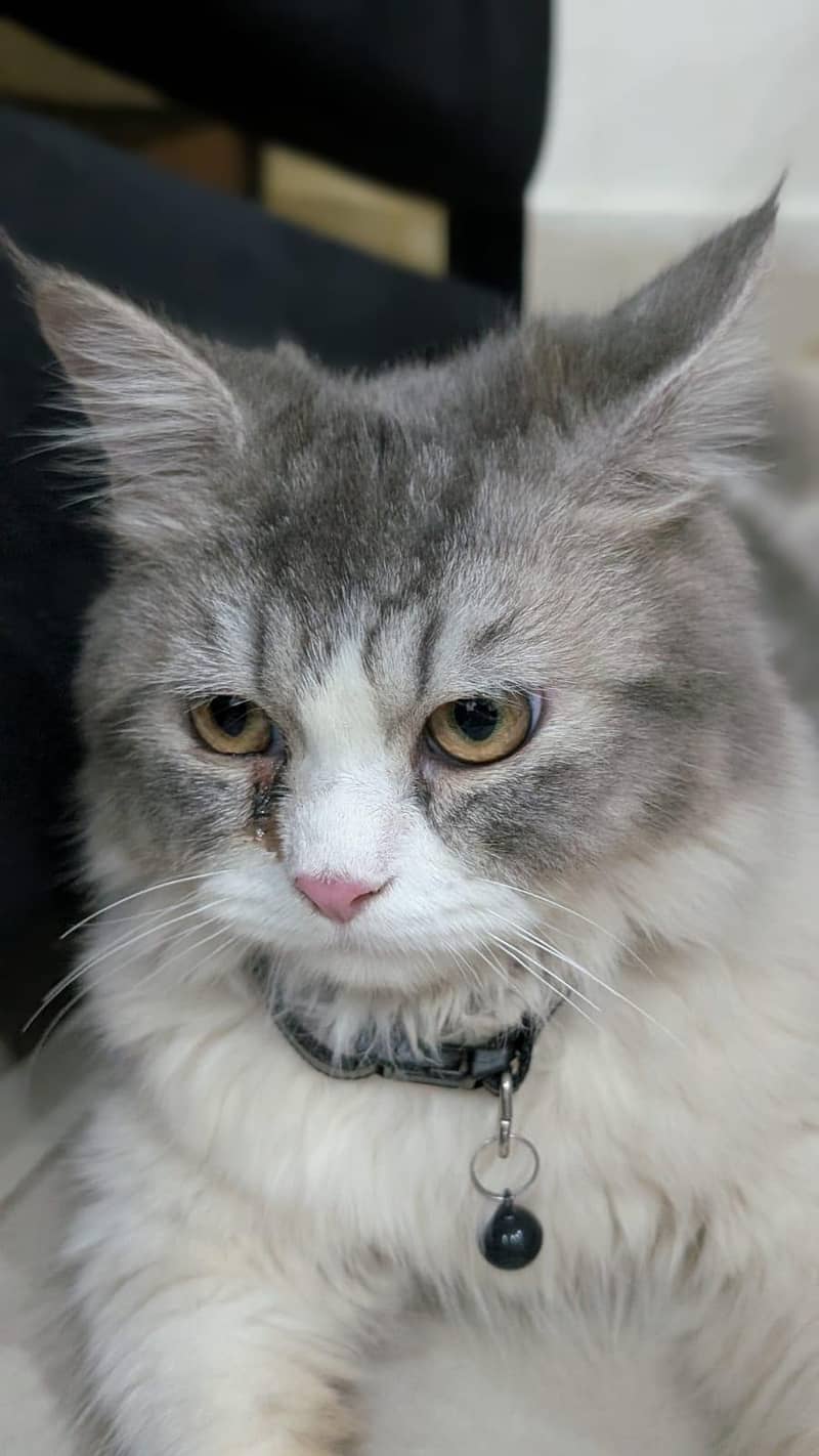 Cat Persian 1