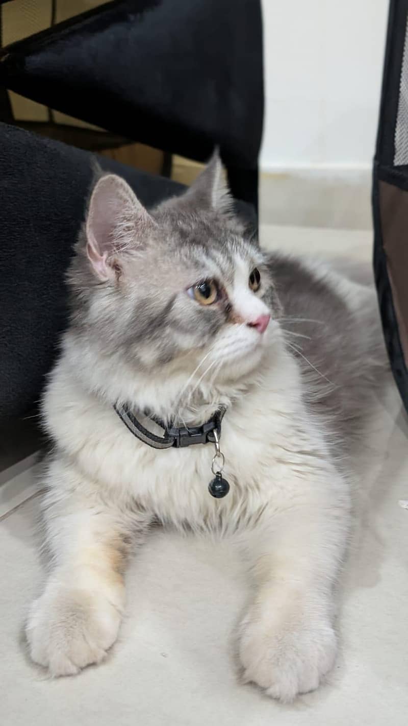 Cat Persian 2
