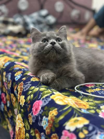 3 month kitten for sale