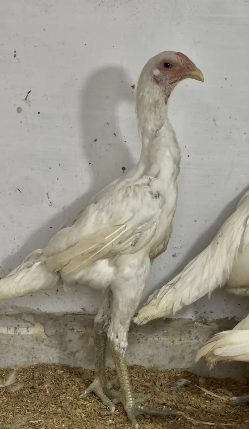 White dragon male 0333/42/33111 — photo 2