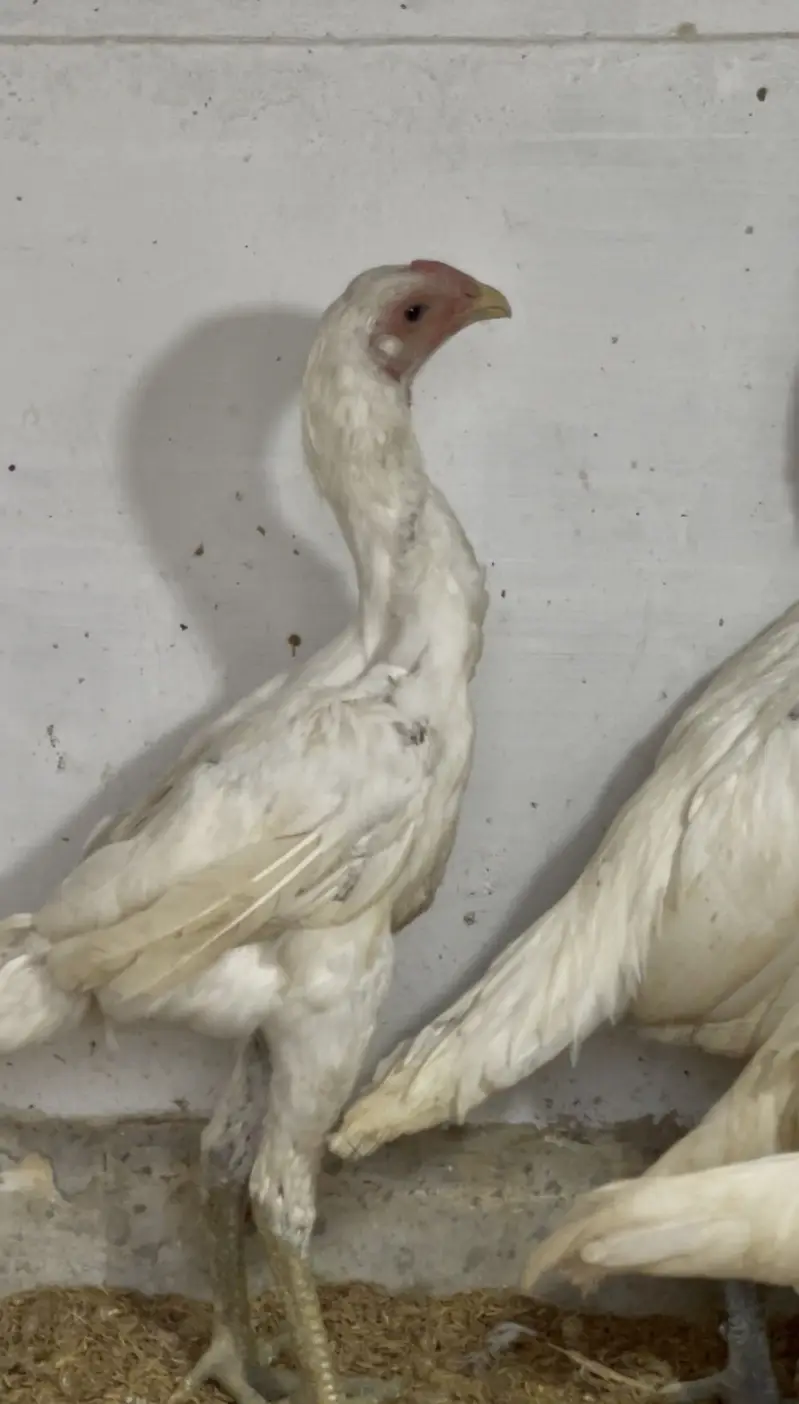 White dragon male 0333/42/33111 — photo 3