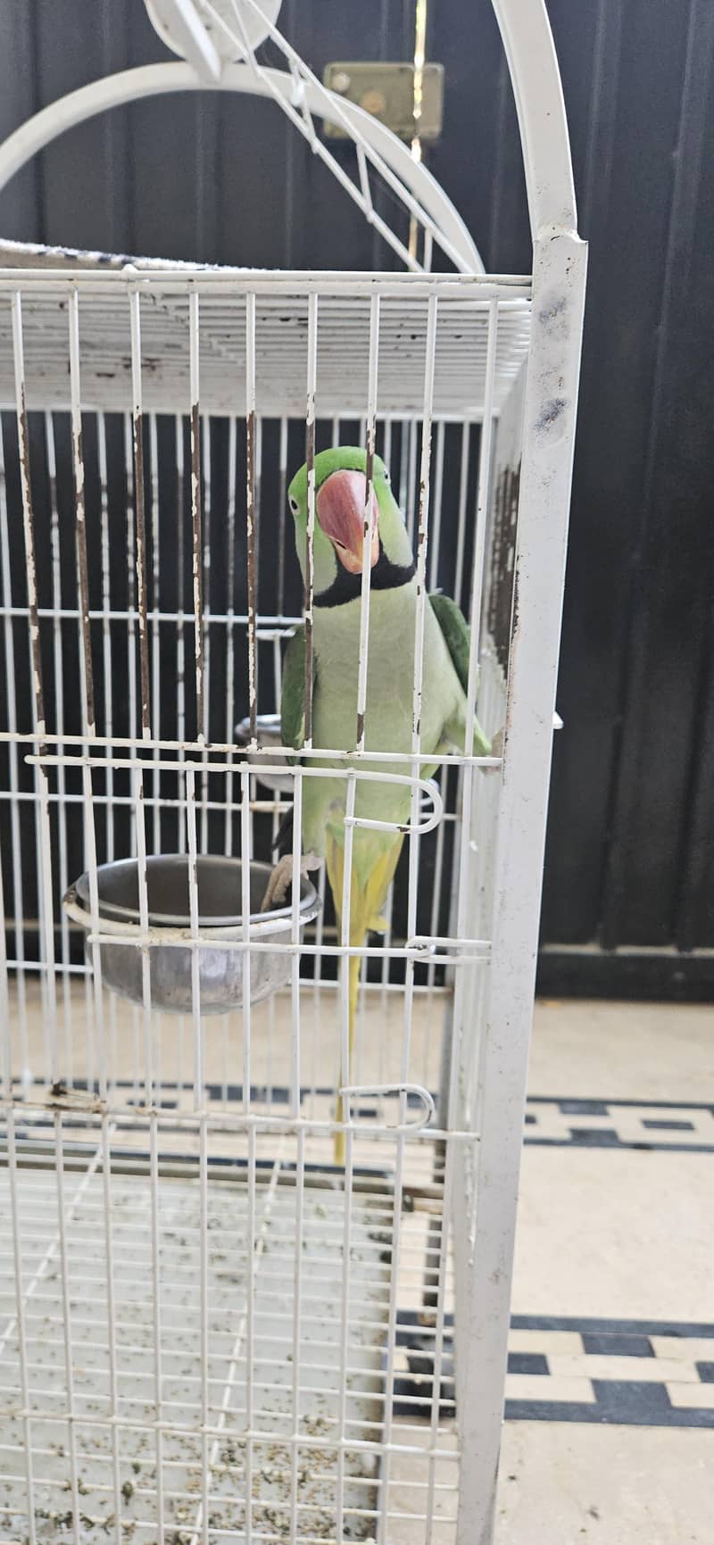Raw parrot 0