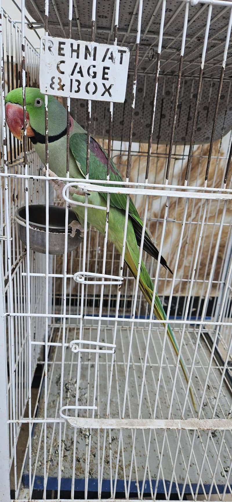 Raw parrot 1