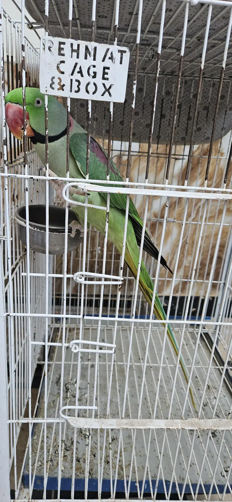 Raw parrot — photo 2