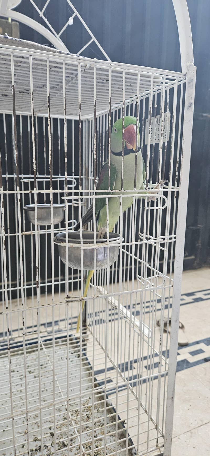 Raw parrot 2