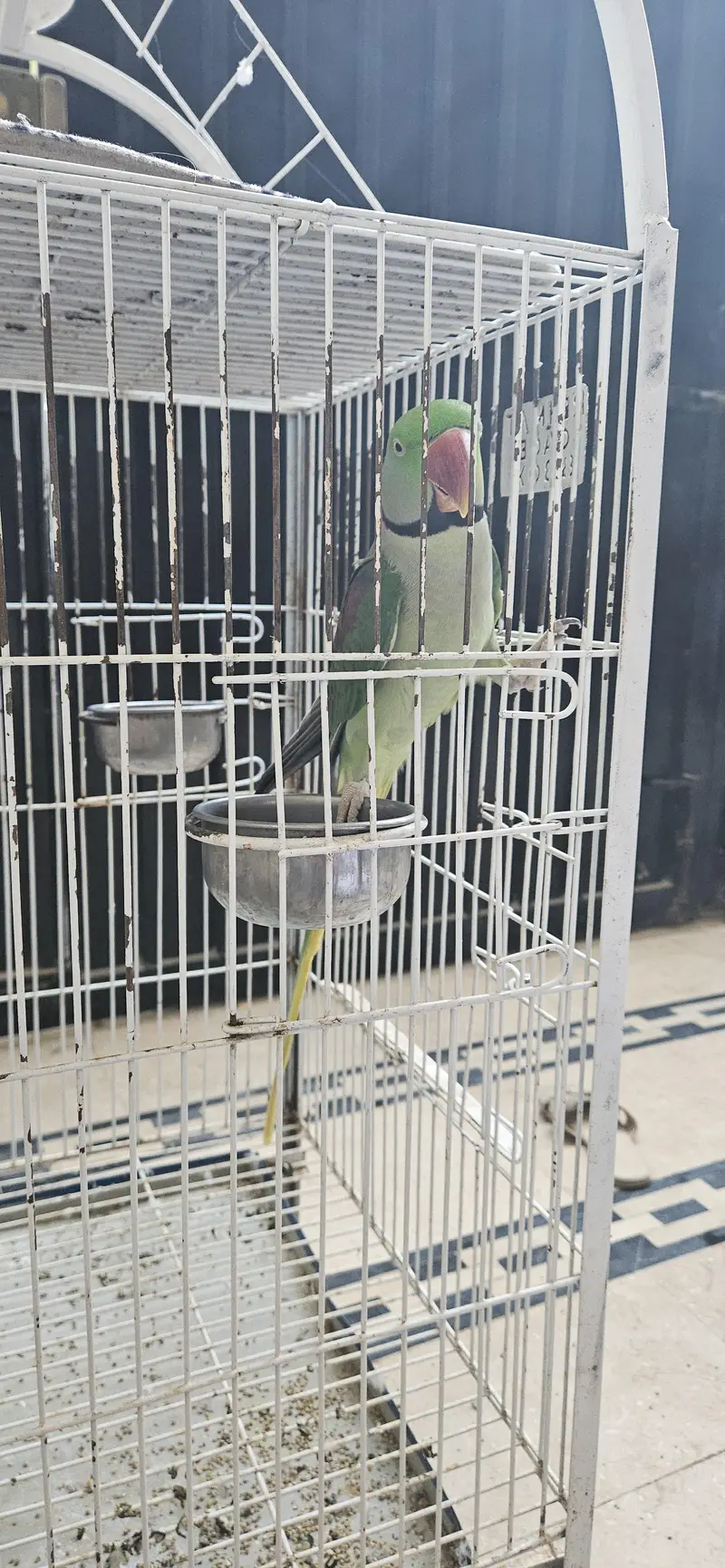 Raw parrot — photo 3