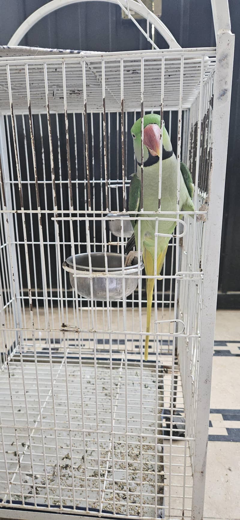 Raw parrot 3