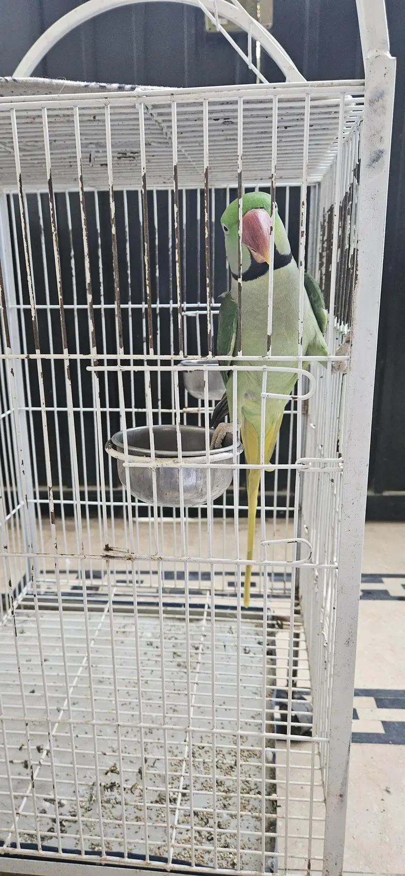 Raw parrot — photo 4