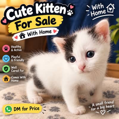 Persian kittens for sale with house 
