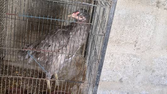 selling 3 hens