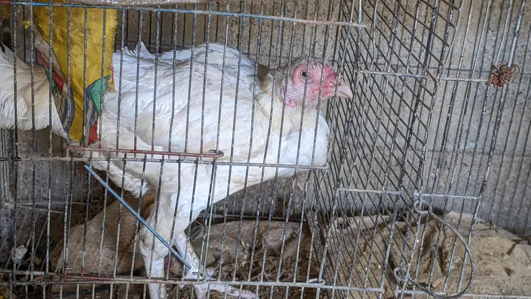selling 3 hens — photo 2