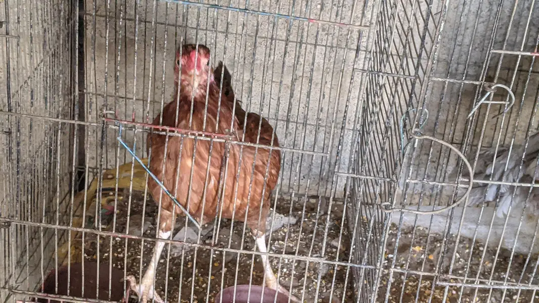 selling 3 hens — photo 3