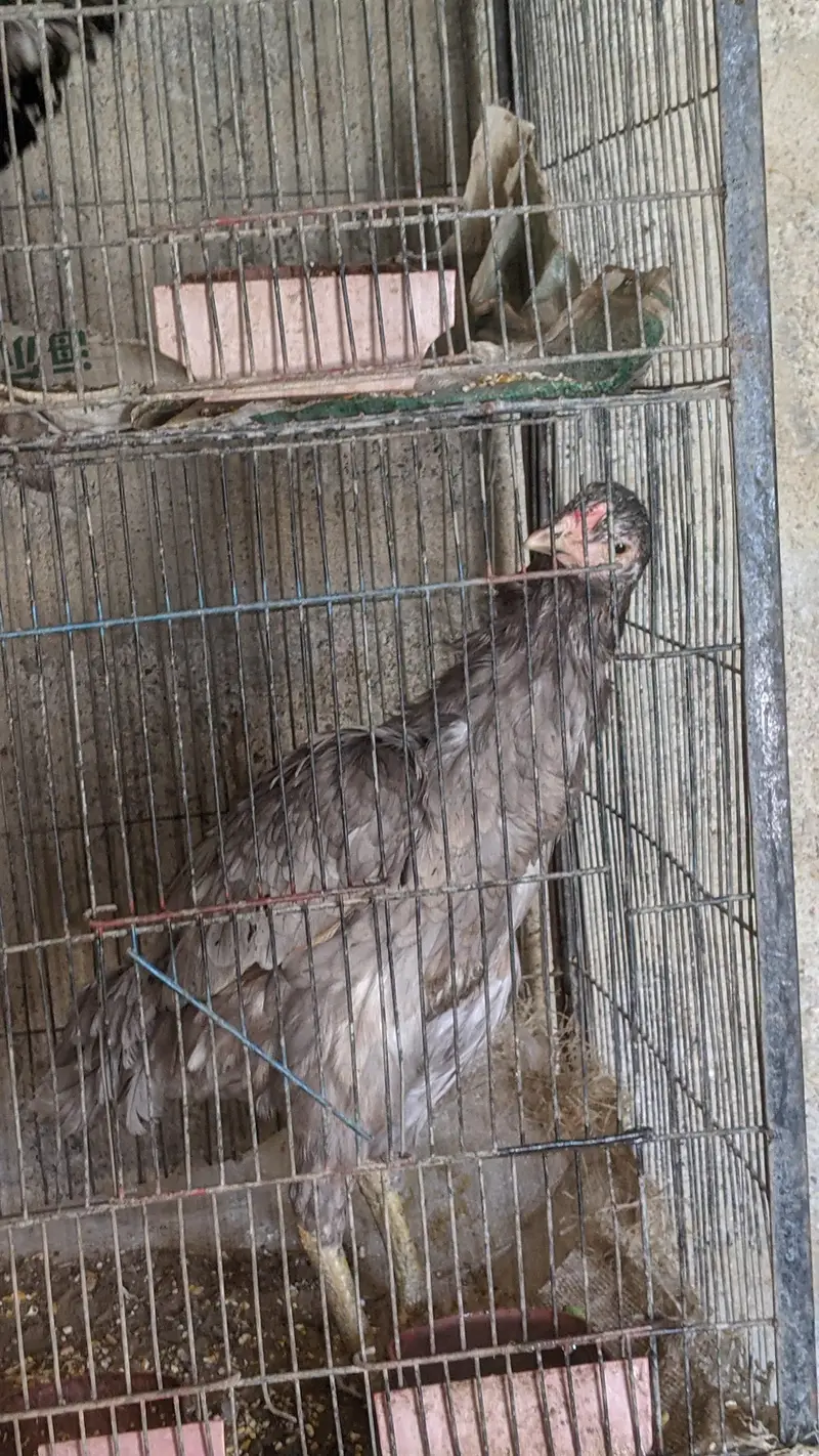 selling 3 hens — photo 4