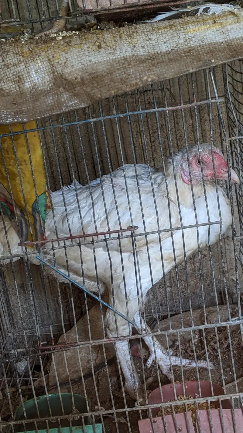 selling 3 hens — photo 5