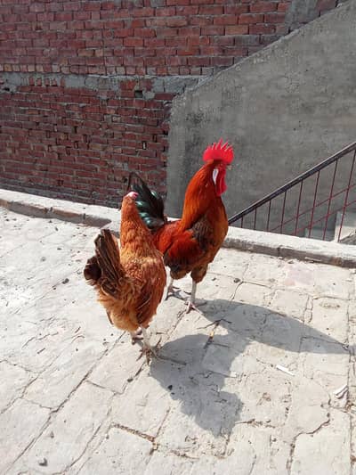 Daisi pair breeder