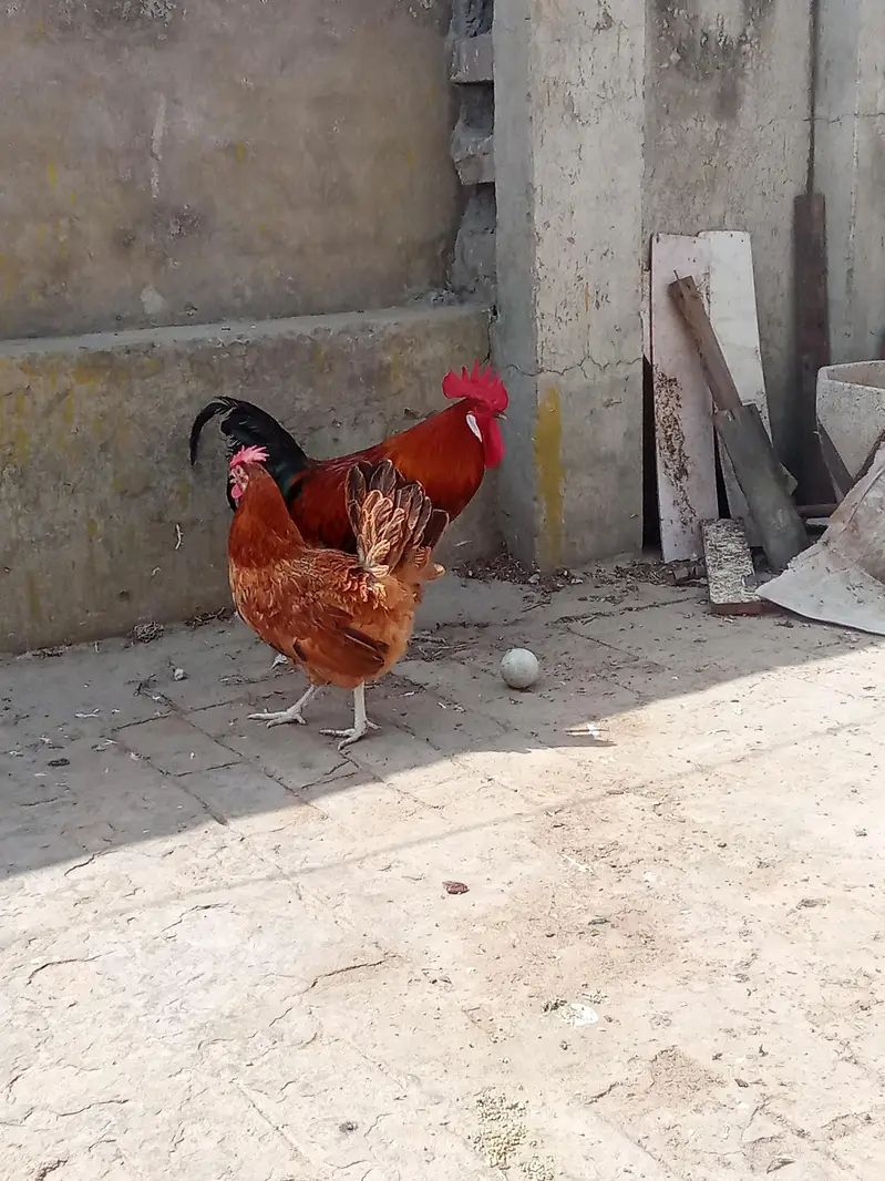 Daisi pair breeder — photo 2