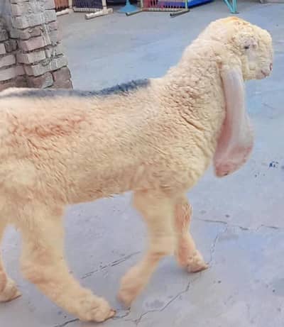 Pure kajla chatra kaka  Male double hadi k bacha for sale