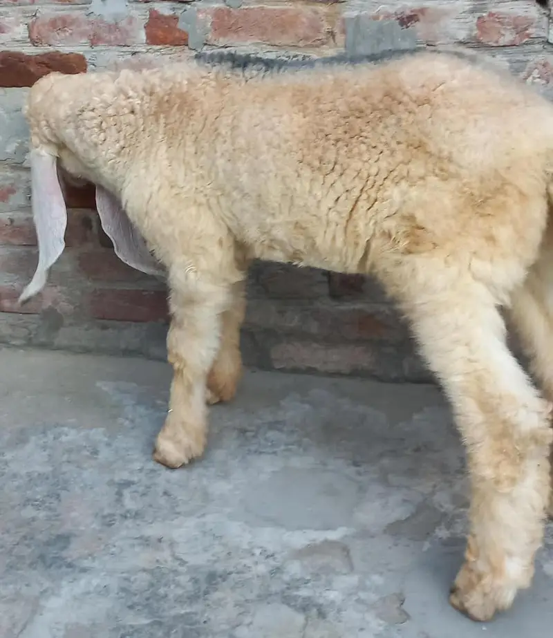 Pure kajla chatra kaka  Male double hadi k bacha for sale — photo 2