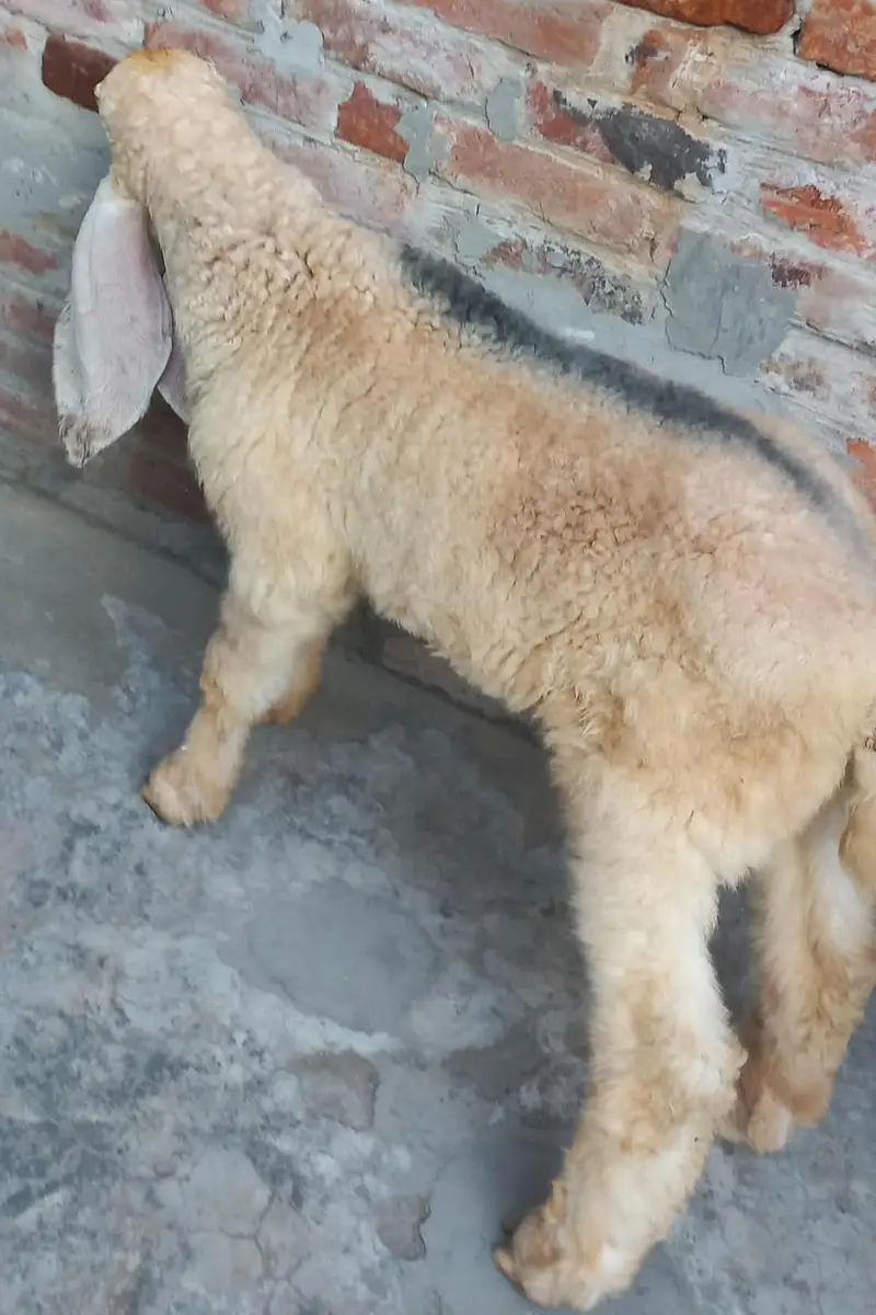 Pure kajla chatra kaka  Male double hadi k bacha for sale — photo 3